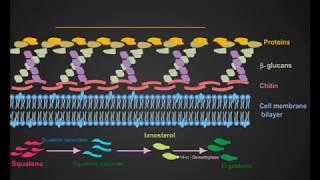 Azoles And Terbinafine antifungal animation