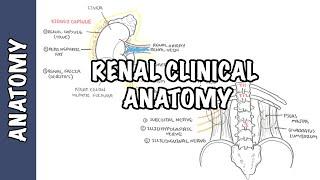 Kidneys - Clinical Anatomy renal anatomy