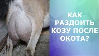 Как раздоить козу после окота? Сколько раз доить и кормить козлят?