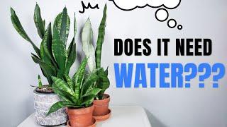 6 snake plant care tips that you need to know