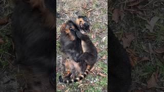 Crazy Coatimundi loves his Weiner Dog Brother  Zoomies at the Ranch #shorts  #pets #animals #fyp