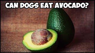 Can Dogs Eat Avocado?