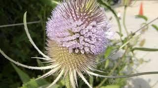 Teasel - Dipsacus fullonum  - Kambabolla  - Skógarplöntur - Villijurtir