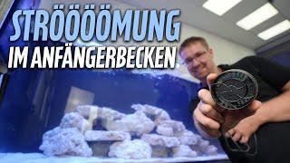 STRÖMUNG im Anfängerbecken - PlanktonPlus Aquaristik