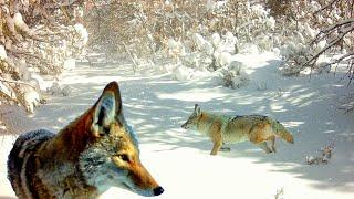 New Mexico ASMR Coyotes Wind and Snow Trail Camera Videos