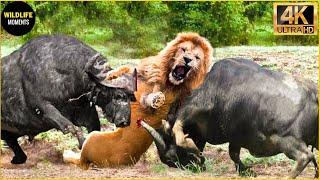 30 Moments The Lion King Didnt Know That The Buffalo Was A Fighter  Animal Fight