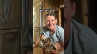 Saving Her ️ #shorts #goat #goatfarming #homestead #animalhusbandry #savethebabies