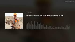 Pro chukar guide on wild birds dogs strategies & tactics