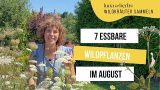 7 essbare Wildpflanzen die du unbedingt im August sammeln solltest