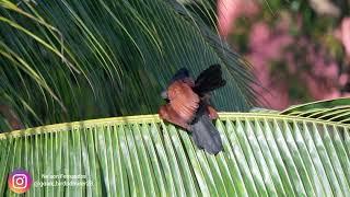 Greater Coucal - Mating Video - In Goa - birding in goa - birds of Goa