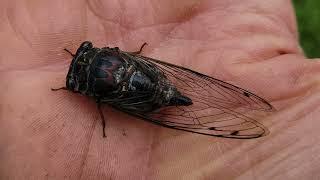 Get A Glimpse of the Mysterious Cicada