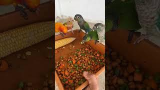 நம்ம எப்படி எல்லா Birdsயும் ஒரே Cageல வெச்சு இருக்கோம்