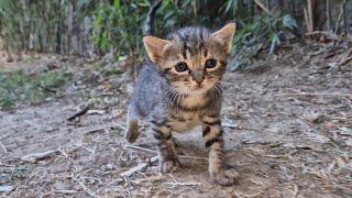 Tiny kittens were abandoned by their mother and left alone