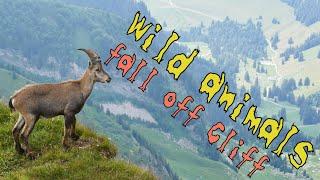 Top 10 Animals Fall Off ibex boar goat and much more