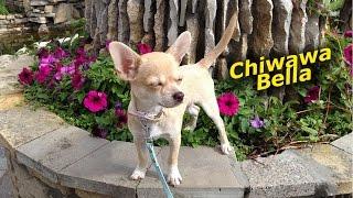 Chihuahua Bella is walking.