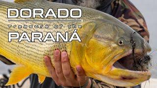 Golden  Dorado Treasure of the Paraná - Fly Fishing in South America