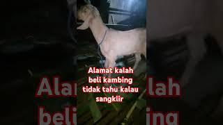 resiko pedagang kambing #kambingsanhklir #belikambing #goat #youtubeshorts #hewankambing