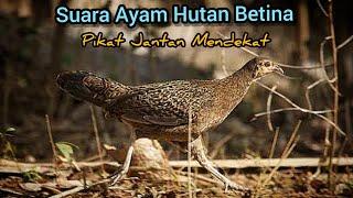 SUARA AYAM HUTAN BETINA Cocok Untuk Pikat Jantan AMPUH