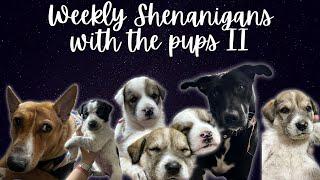 The cutest weekly shenanigans of the pups #thehappypuppers #cutepuppies #cutedogvideos