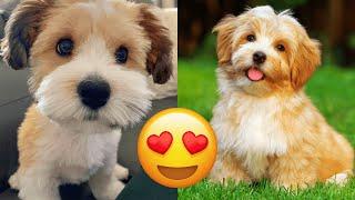 Havanese — Cute And Hilarious Videos And Tik Toks Compilation