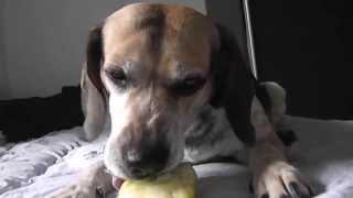 Dog Eat Apple in 4min HD  Pas jede jabuku