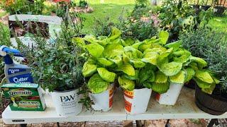 Home Depot perennial plant markdowns and Lowes clearance plants plus bug protection.