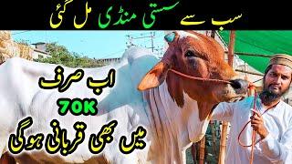 70K to 400K Price Range Cattle  Best Cow Mandi of Karachi  Ahsan Super Cattle Farm  Bakra Eid 2023