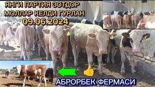 ХОРАЗМ ЯНГИ ПАРТИЯ ЗОТДОР МОЛЛАР КЕЛДИ ГУРЛАН 09.06.2024#tortkol_uz #narx #урганч_дехкон_бозори