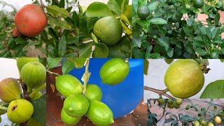 700 சதுர அடி மொட்டை மாடியில் 23 வகை பழ செடிகள்  Fruit Terrace Garden in Tamil Mottai Maadi Thottam