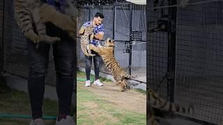 2 and 5 Months Old Beautiful Tiger Cubs 