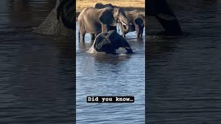 Elephant Splash A Joyful Swim