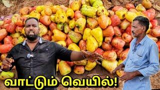 கடும் வெப்பத்தால் பலியாகும் பயிர்கள் மர முந்திரி செய்கை Cashew Farm Tamil Vlogs  Alasteen Rock