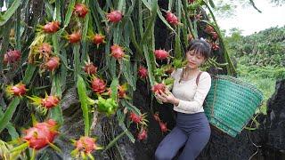 Going into the rocky mountains and harvesting dragon fruit on the cliffs is very dangerous