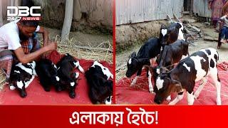 এক গাভীর পেটে ৪ বাছুর  DBC News Special