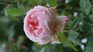Evelyn - AUSsaucer - AUSsaucer - David  Austin 1991 - roses - rosiers - rosas - розы - गुलाब के फूल
