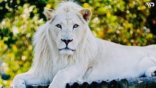 Singa Putih Keajaiban Genetika Penentang Hukum Alam