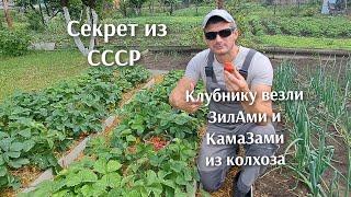 Благодаря этому секрету в СССР клубнику везли с полей КамаЗами