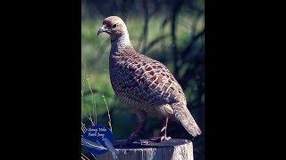 Gray Francolin - Teetar ki Awaz Amazing Call