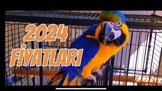 2024 MACAW ARA PAPAĞANI FİYATLARI