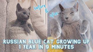 My Russian Blue Cat growing up  1 Year in 9 Minutes