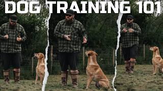 DOG TRAINING 101 How To Teach The Basics