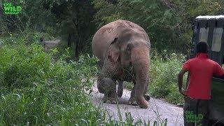 A Rescue Mission by a wildlife team Humanity at its best showing what humans can do