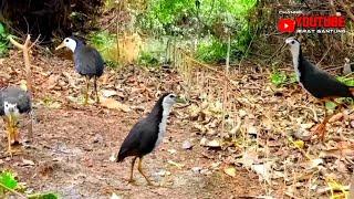 JERAT BURUNG RUAK RUAK SAAT MP3 DI BUYIKAN LASUNG DATANG  BIRDTRAP