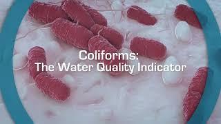 Coliforms The Water Quality Indicator  Esco Scientific