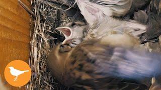 Nest Box Chicks Brutally Attacked by Enraged Sparrow