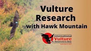 Vulture Research with Hawk Mountain Sanctuary  International Vulture Awareness Day 2021