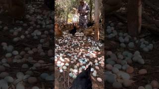 Amazing Harvest Chicken Eggs #amazing #harvest #chicken #eggs #animal #farmlife #viral #wildlife