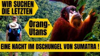 Wir übernachten im Dschungel von Indonesien um die letzten Orang-Utans zu sehen  Vlog