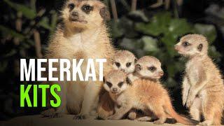 Four Baby Meerkats Born At The Netherlands’ Amersfoort Zoo