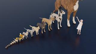 Small to Big  Dog size comparison #animals #animation